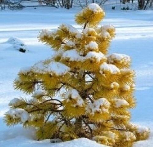 Pinus contorta chief joseph 10L 63-70cm 9-10yrs old