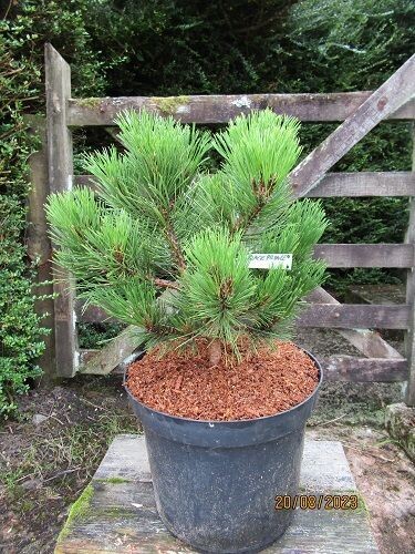 Pinus nigra black prince 10L 40-45x40cm UNDER REVIEW