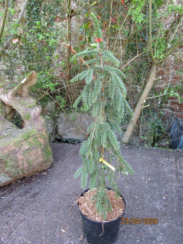Picea koyamae Bedgebury cascade 7.5L 95-100cm