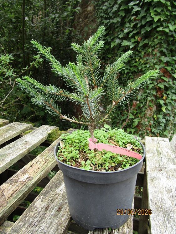 Picea alcoquiana, Alcock's spruce 3L 25-35cm