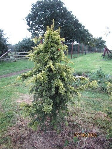 Taxus baccata Dovastonii aurea 180-190x120cm rb, multi-stem, iro 20 yrs old Taxus baccata Dovastonii aurea 180-190x120cm rb, multi-stem, iro 20 yrs old