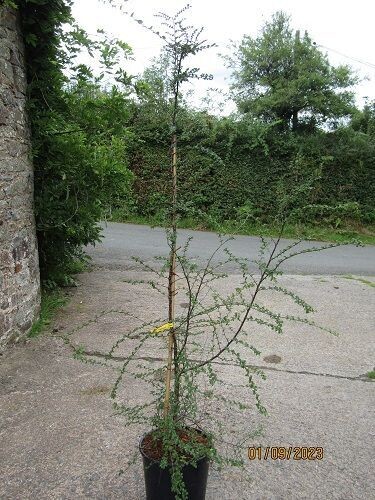Nothofagus antarctica 15L 230-2400 x120cm