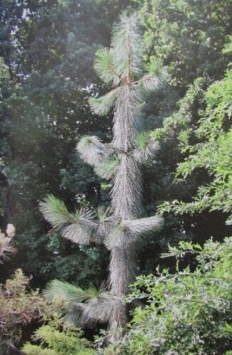 Pinus ponderosa penaz 7.5L 65-70cm, Pinus ponderosa penaz 7.5L 65-70cm,