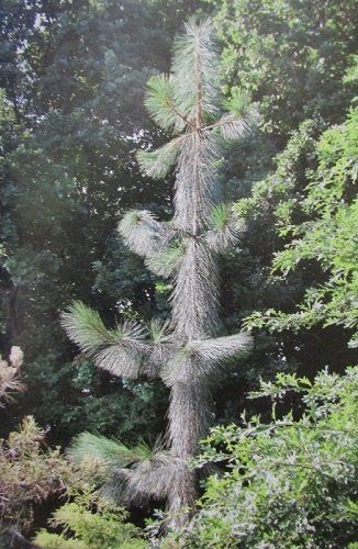 Pinus ponderosa penaz 7.5L 50-60cm