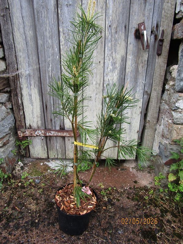 Pinus parviflora korea 5L 95-105cm