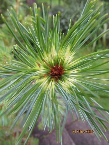 Pinus parviflora ogon janome(dragons eye) 5L 60-70cm