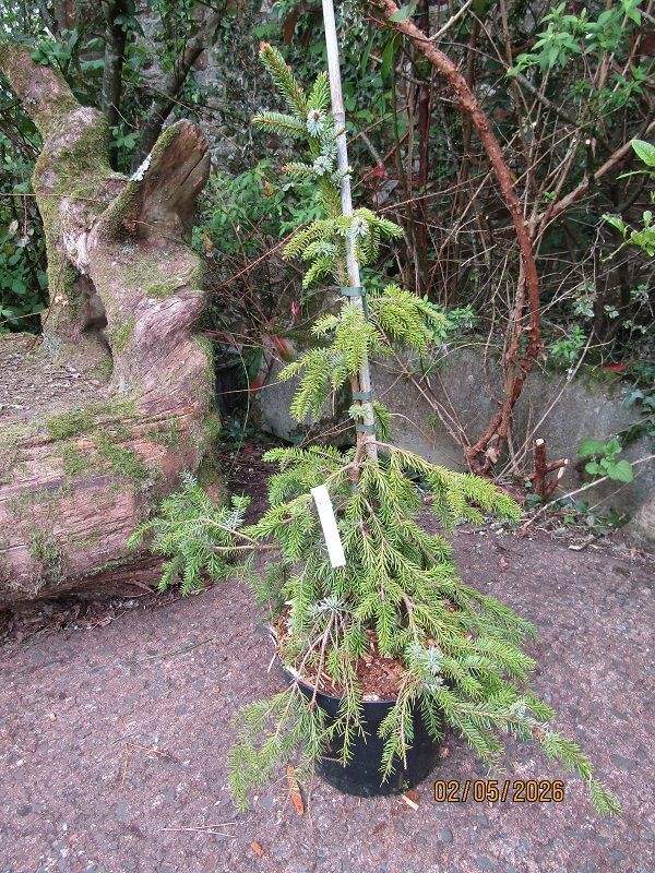 Picea omorika pendula 10L 75-85x70cm