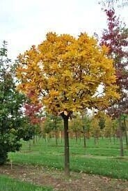 quercus pontica, Armenian oak 20-30cm