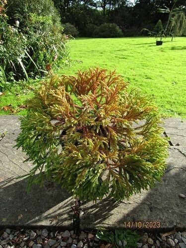 Cryptomeria japonica globosa nana, 10L 24-30x60cm UNDER REVIEW