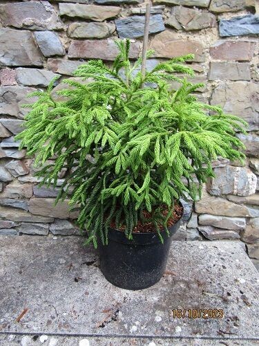 Cryptomeria japonica spiralis (syn. ~ nejire)7.5L 45-50x50cm UNDER REVIEW