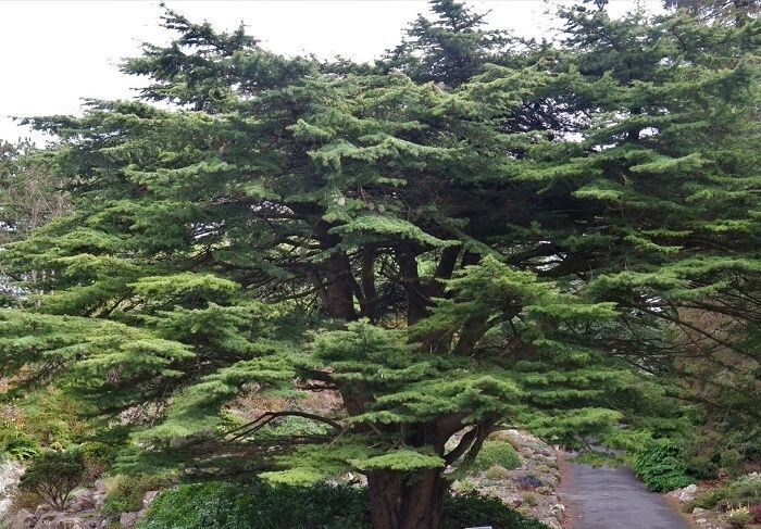 Cedrus libani comte dijon  7.5L 100-105x95cm