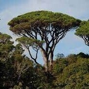 Pinus pinea 10L 170-180cm Pinus pinea 10L 170-180cm