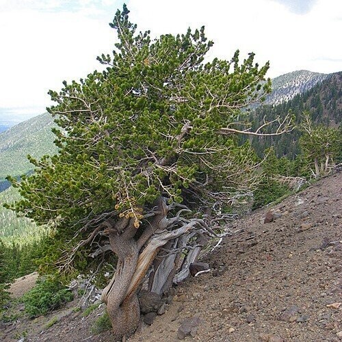 Pinus aristata 15L 98-110cm, iro 21yrs old, from seed