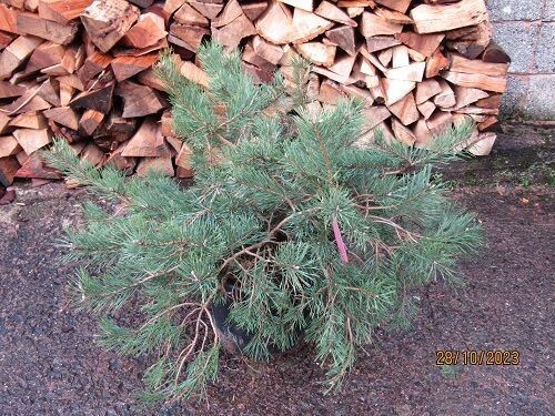 Pinus sylvestris repens 25L 55-65x100cm 2"diam' stem, UNDER REVIEW
