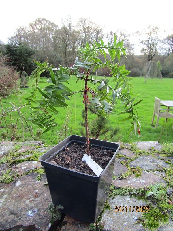 Araucaria bidwillii,  25-30cm