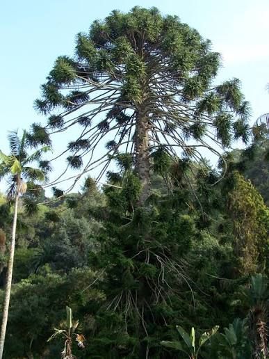 Araucaria bidwillii,  25-30x34cm