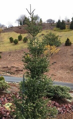 Abies pinsapo fastigiata 7.5L 130-140cm UNDER REVIEW