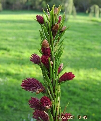Picea abies rydal  7.5L 55-65x70cm EXACT ITEM OFFER