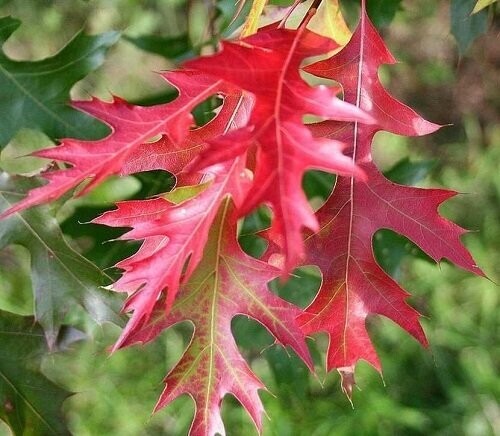 Quercus coccinea , scarlet oak, 50-60cm