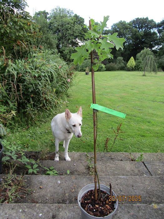 Quercus buckleyi, Texas red Spanish oak, 80-90cm