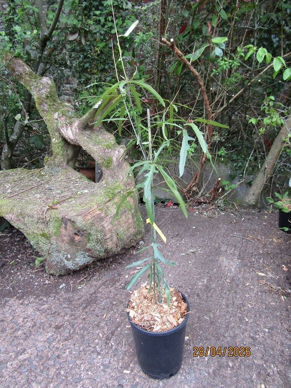 Quercus hemisphaerica, Darlington/laurel-leaf oak, 6-7.5L rose pot 90-100cm
