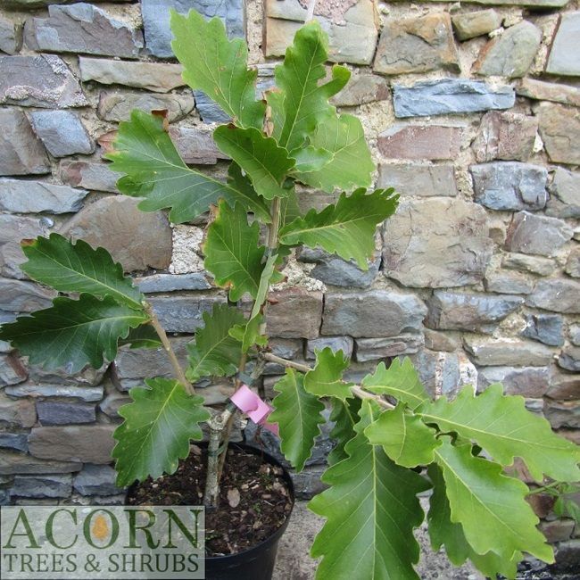 Quercus dentata Carl Ferris miller, Large leaved Japanese emperor oak, 5L 60-70cm