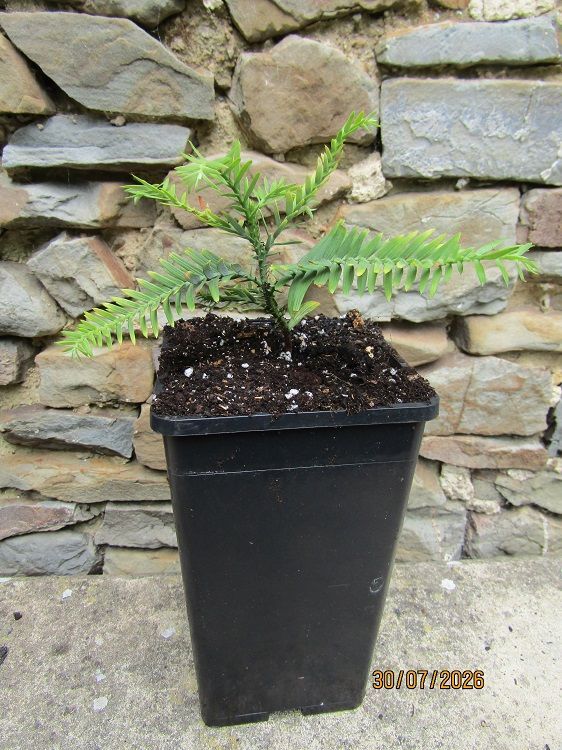 Wollemia nobilis 2L rose pot 8-12cm deep rose pot 3yr seedling