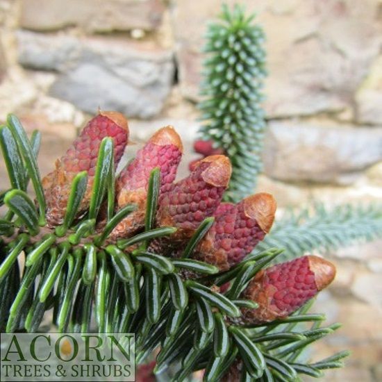 Abies numidica glauca, blue Algerian fir 7.5L 72-75cm