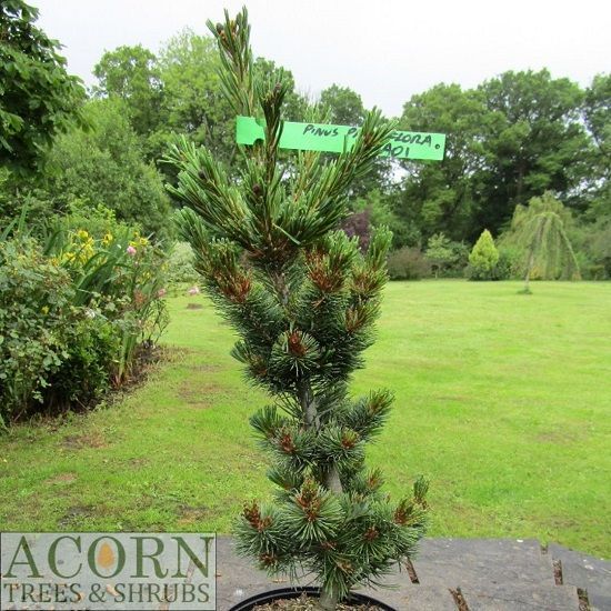 Pinus parviflora Aoi 10L 75-80cm