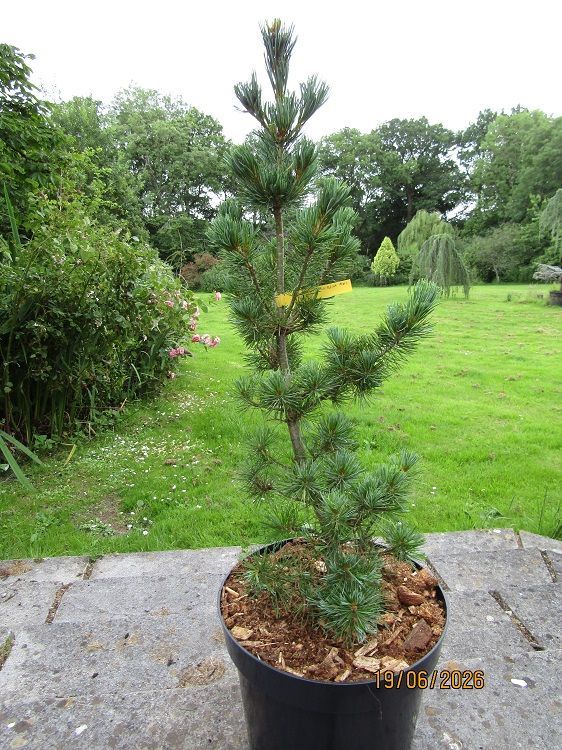 Pinus parviflora Aoi 15L 75-85cm Pinus parviflora Aoi 15L 75-85cm