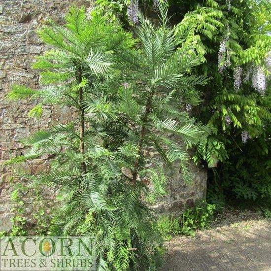 Wollemia nobilis 40L triple stem 195-210x up to 140cm excluding pot height, please email the office, iro 20yrs old EXACT ITEM OFFER