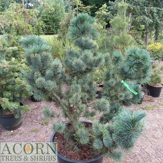 Pinus pumila glauca 40L 98-105x90cm