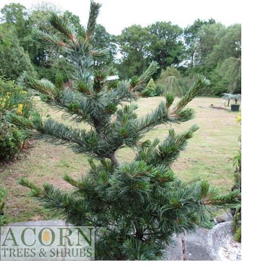 Pinus parviflora  arakawa, rough bark Japanese white pine 10/12L 100-110cm the forms vary across the stock