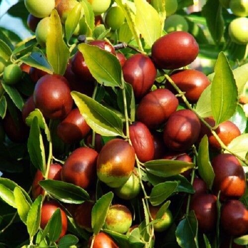 Ziziphus jujube 20L 150-160x110cm, fruiting 2024