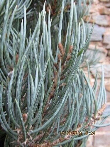 Pinus monophylla Tioga pass 55-60cm