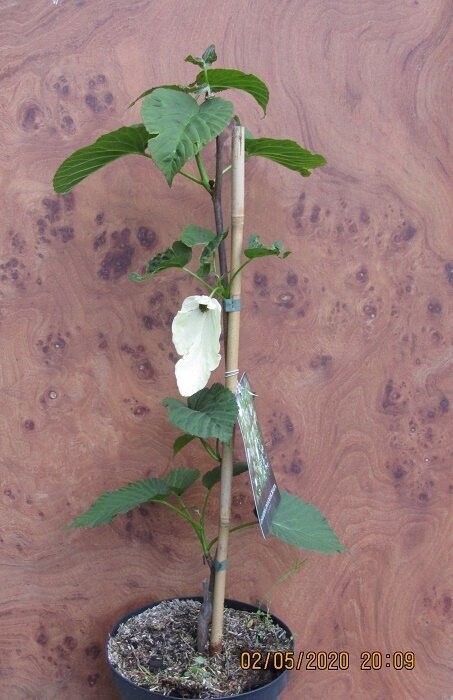 Davidia involucrata sonoma, early flowering pocket handkerchief tree, 4L 65-80cm UNDER REVIEW, please contact the office