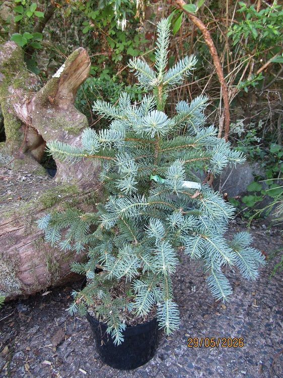 Picea crassifolia, Qinghai spruce  10L 75-80cm