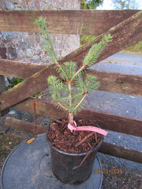 Picea wilsonii 2L 15-20cm