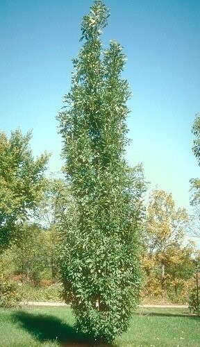 Quercus columna, 70-80cm