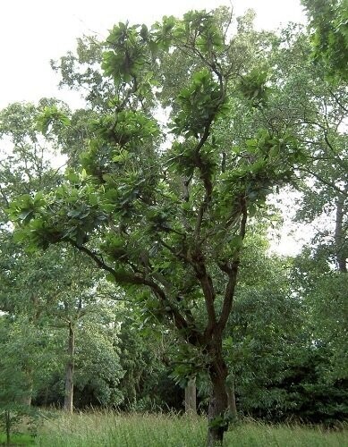 Quercus dentata, Japanese emperor oak, 5L 140-150cm (from 135cm without leaves)