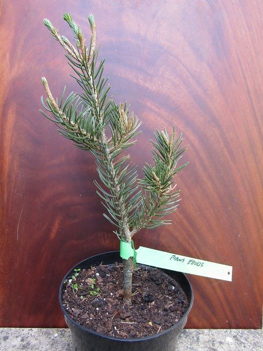 Pinus edulis 25-35cm