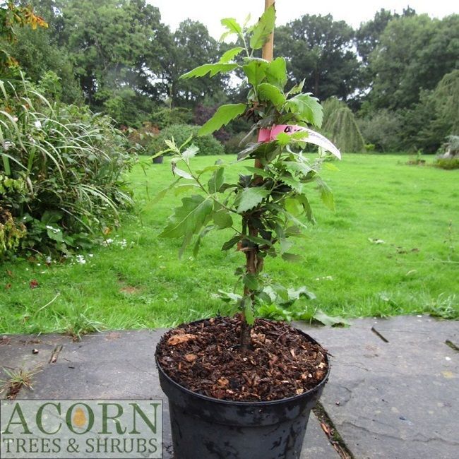 Quercus hispanica lucombeana, 5L 65-75cm