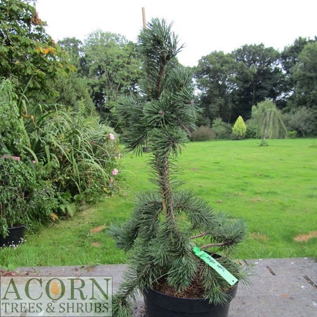 Pinus mugo veil 15L 75-80cm EXACT ITEM OFFER, UNDER REVIEW