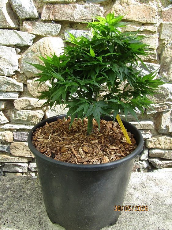Acer palmatum mikawa yatsubusa, Japanese maple 15L 30-35x30cm EXACT ITEM PHOTOS