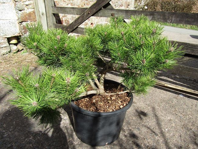 Pinus densiflora low glow 25L 47-50x105cm MULTI STEM SPECIMEN