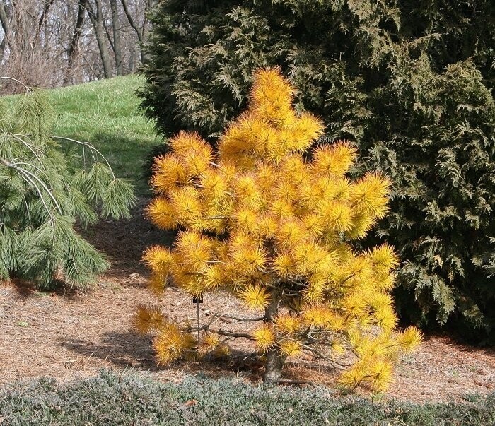 Pinus contorta chief joseph 10L 105-115cm  iro 14-15yrs old