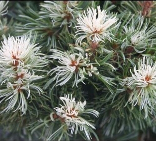 Pinus parviflora tanima no yuki, snow in the valley, 5L 39-45cm Pinus parviflora tanima no yuki, snow in the valley, 5L 39-45cm