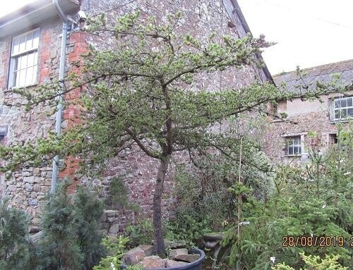 Pinus banksiana, Jack pine 15L 130-140cm Pinus banksiana, Jack pine 15L 130-140cm