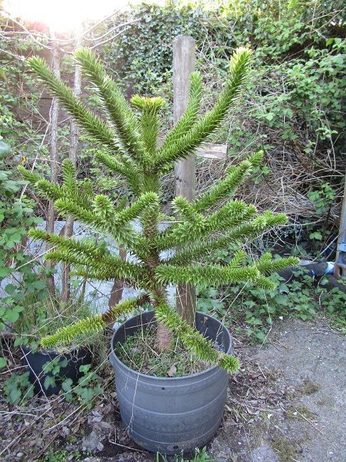 Araucaria araucana 40-50L 118-125x100cm spread UNDER REVIEW