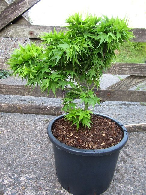 Acer palmatum mikawa yatsubusa, Japanese maple 20L 40-50x50cm EXACT ITEM PHOTOS